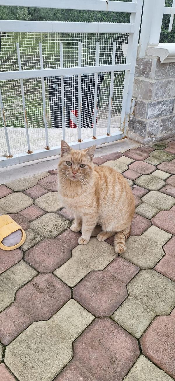🐾 FOX, GATTO ROSSO DAL CUORE D'ORO 🧡 Foto 2
