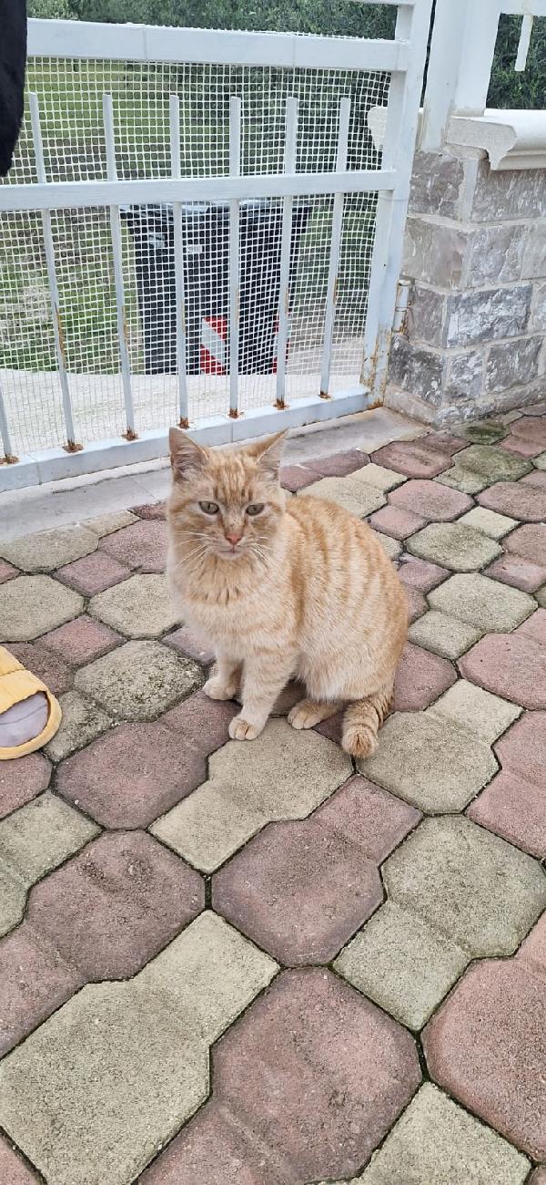 🐾 FOX, GATTO ROSSO DAL CUORE D'ORO 🧡 Foto 3