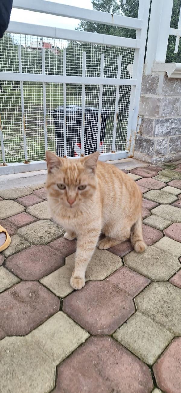 🐾 FOX, GATTO ROSSO DAL CUORE D'ORO 🧡 Foto 4