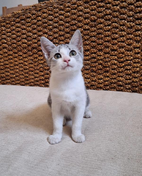 🐾 Elsa Cerca Casa – Gattina Di 3 Mesi 🐾