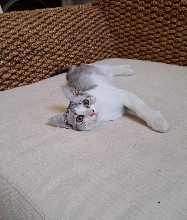 🐾 Elsa cerca casa – gattina di 3 mesi 🐾 Foto 2