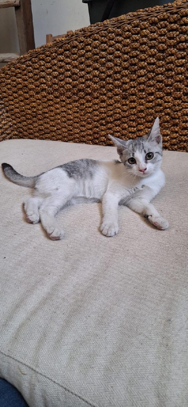 🐾 Elsa cerca casa – gattina di 3 mesi 🐾 Foto 3