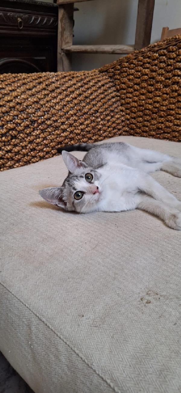 🐾 Elsa cerca casa – gattina di 3 mesi 🐾 Foto 4