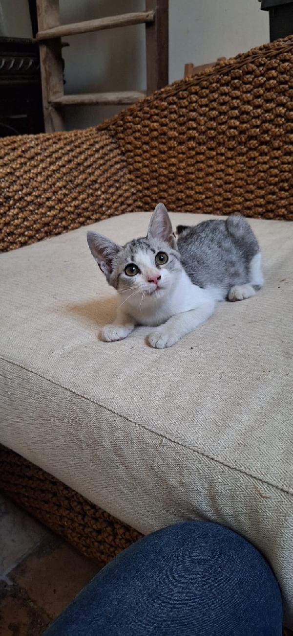 🐾 Elsa cerca casa – gattina di 3 mesi 🐾 Foto 5