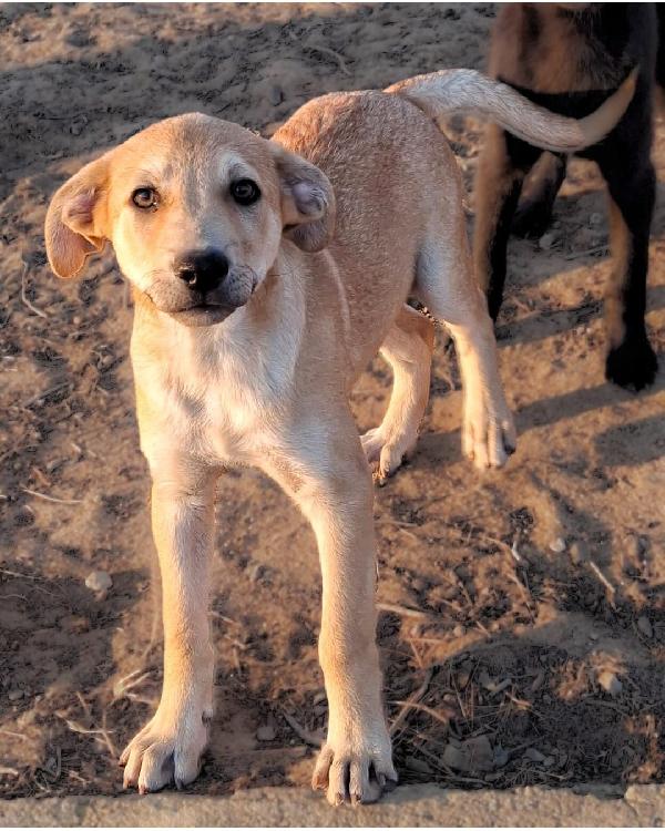 Toffee💞💙💞 Foto 2