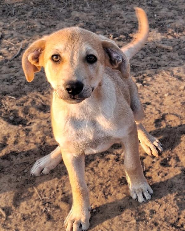 Toffee💞💙💞 Foto 3