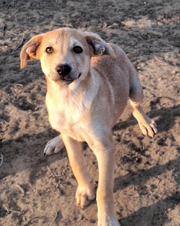 Toffee💞💙💞 Foto 5