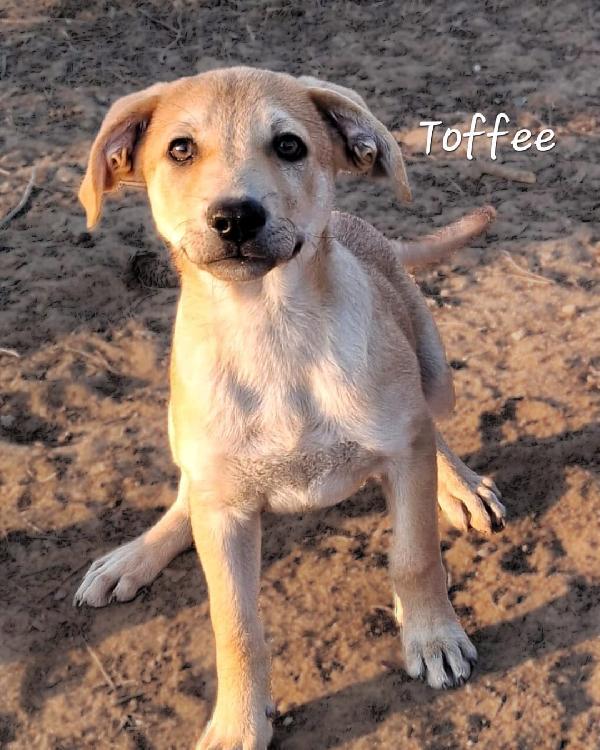 Toffee💞💙💞 Foto 6