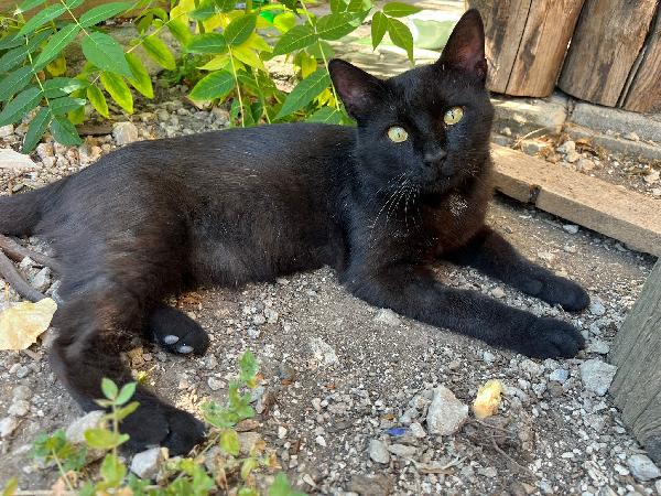 Roberto - Gatto Nero Di 2 Anni