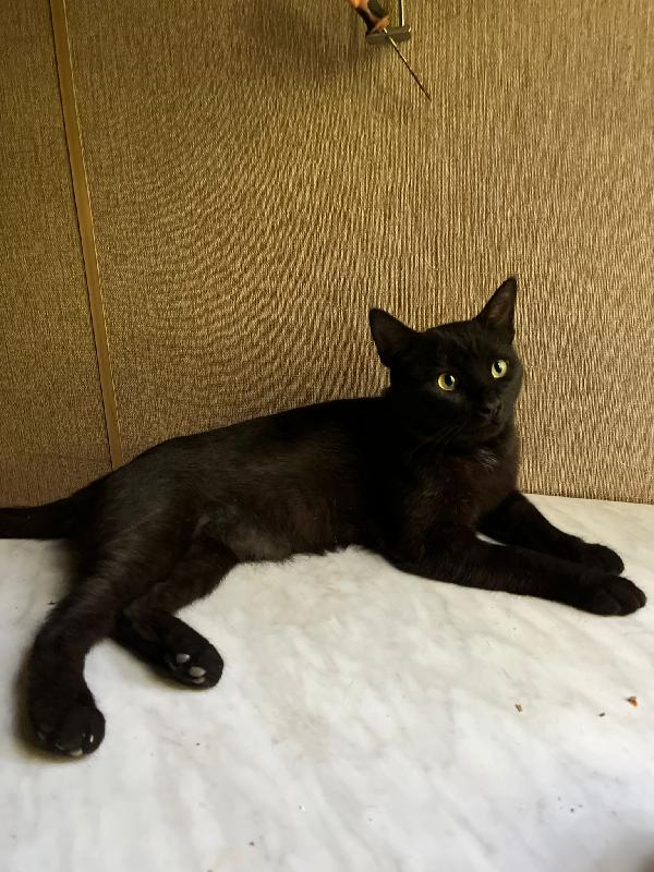 ROBERTO - gatto nero di 2 anni Foto 2