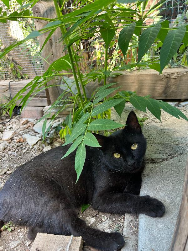 ROBERTO - gatto nero di 2 anni Foto 3