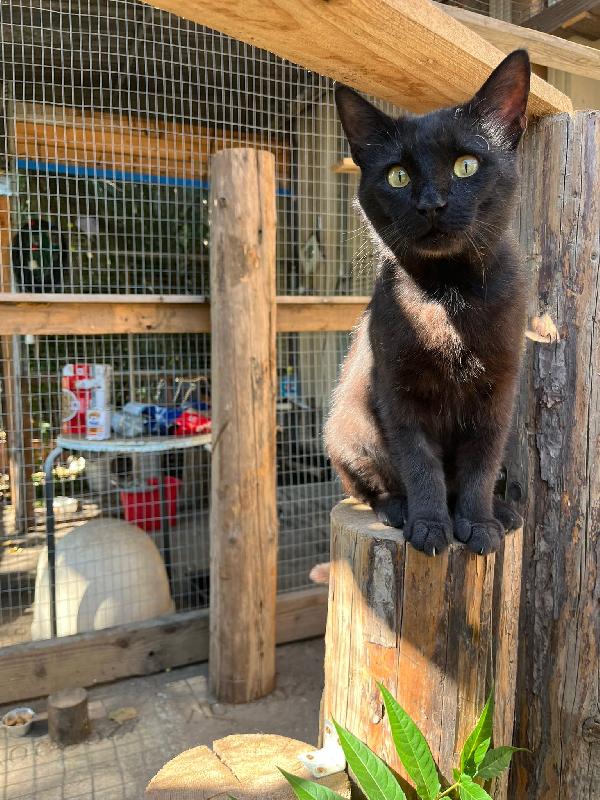 ROBERTO - gatto nero di 2 anni Foto 4