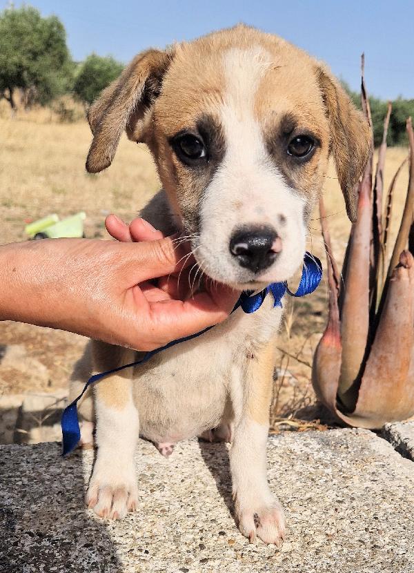 TONY,NON DEVE FINIRE IN CANILE.ADOTTABILE,IN TUTTA ITALIA! Foto 3