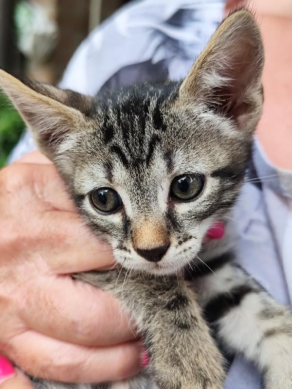 Nala
