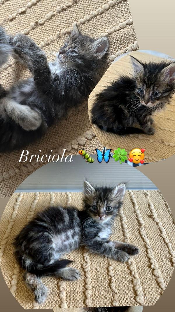 Briciola Foto 3