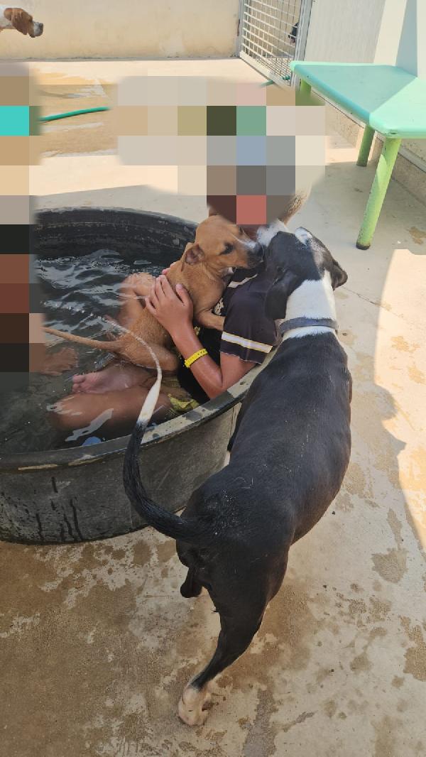 Gatta: pitbullina 4 mesi  Foto 6