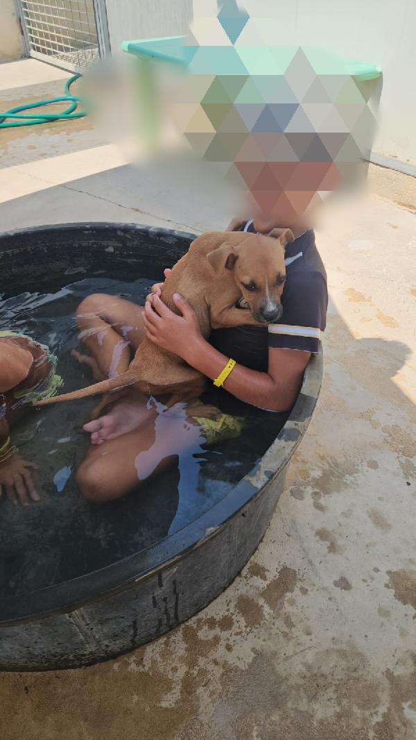 Gatta: pitbullina 4 mesi  Foto 7