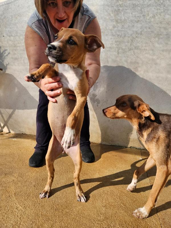 Gatta: pitbullina 4 mesi  Foto 8