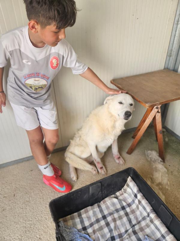 SOS STALLO - ADOZIONE DEL CUORE PER CONSUELO!!! Foto 2