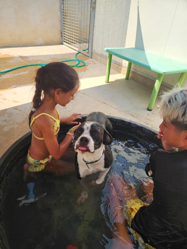 DOLCISSIMO CUCCIOLO BIANCO NERO CERCA FAMIGLIA  Foto 2