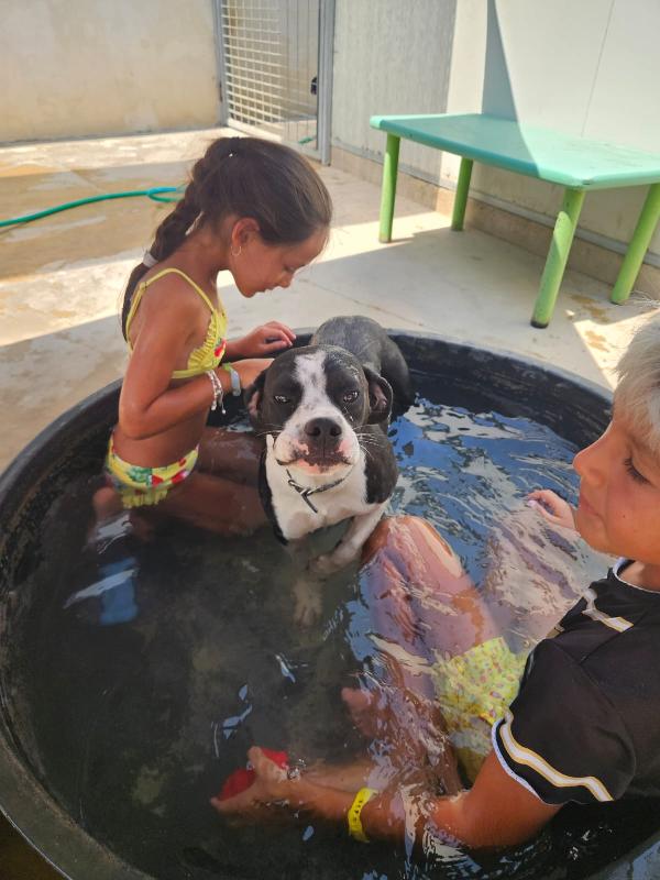 DOLCISSIMO CUCCIOLO BIANCO NERO CERCA FAMIGLIA  Foto 3