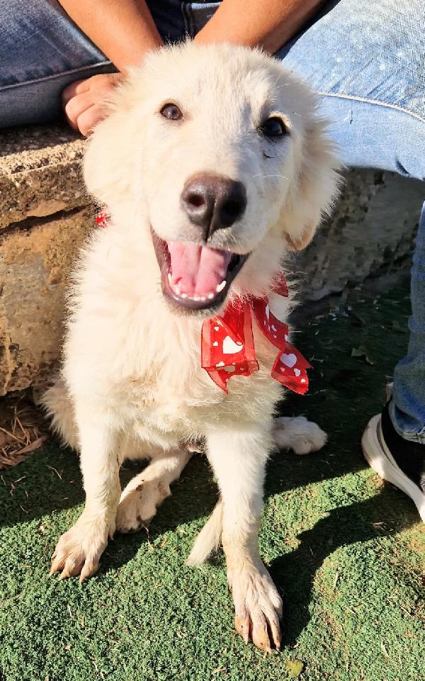 Cuccioli in adozione salviamoli vi prego  Foto 8