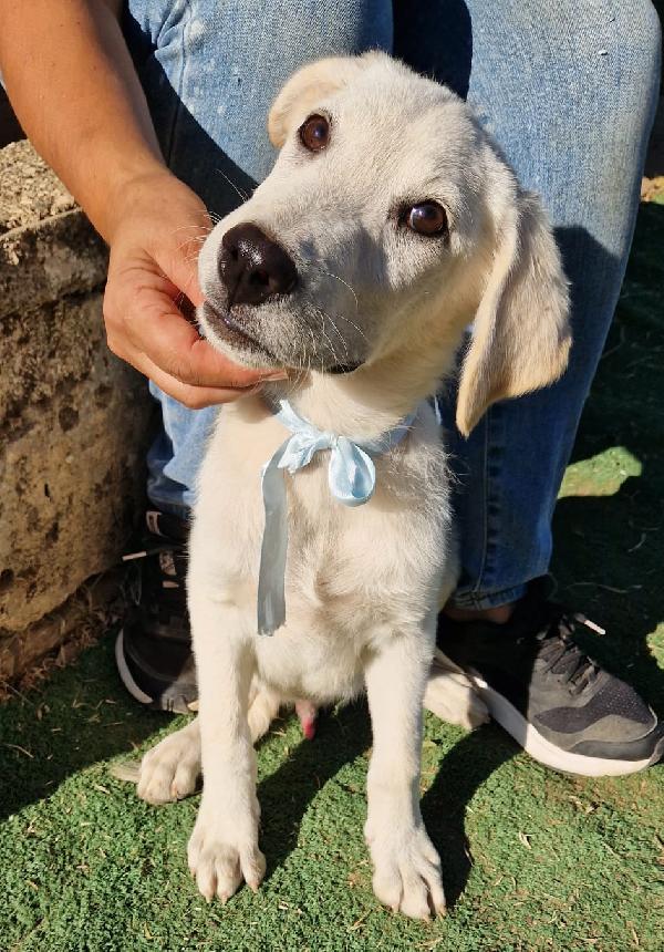 Cuccioli in adozione salviamoli vi prego  Foto 9
