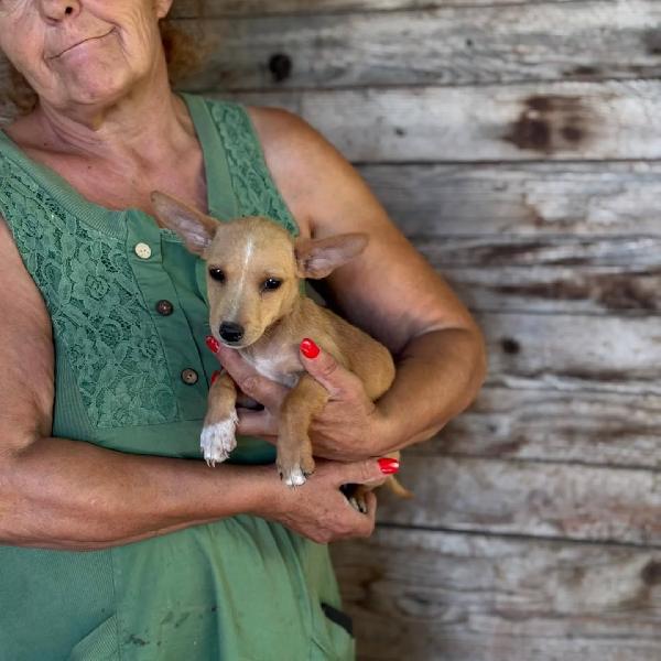 Becky Cucciola Incrocio Chihuahua Bassotto Cerca Adozione