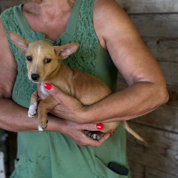 BECKY cucciola incrocio chihuahua bassotto cerca adozione Foto 2