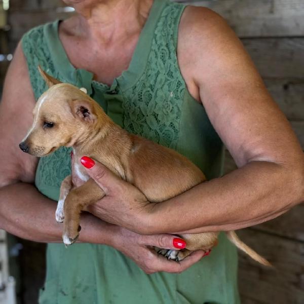 BECKY cucciola incrocio chihuahua bassotto cerca adozione Foto 3