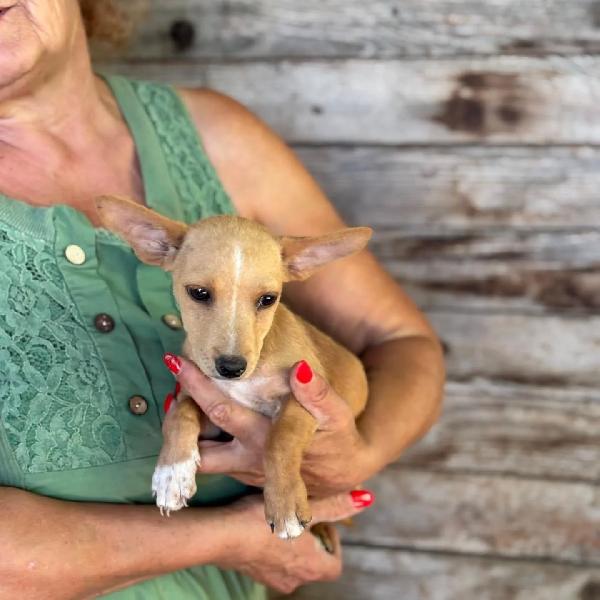 BECKY cucciola incrocio chihuahua bassotto cerca adozione Foto 4