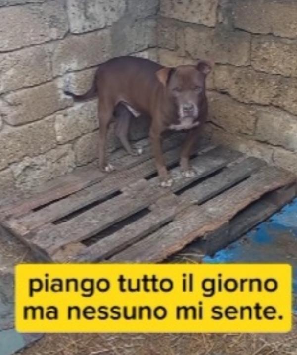 8anni di invane attese.. solo in box. SUD Foto 4