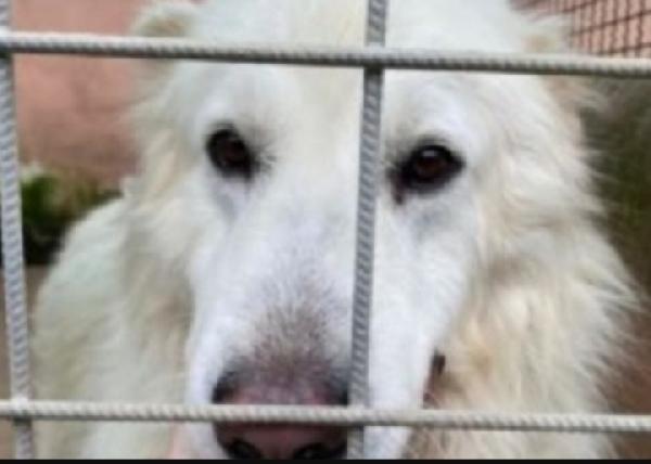 Mozart 3/4Anni Verrà Trasferito! Roma Sos Sos