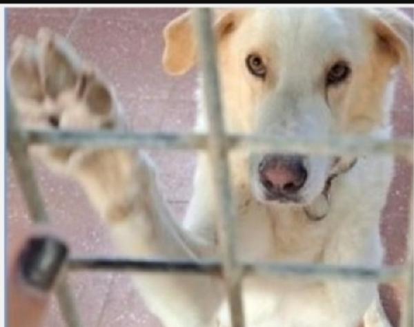 Mia 5Anni Mix Labrador Mollata 3Anni Fa Lazio