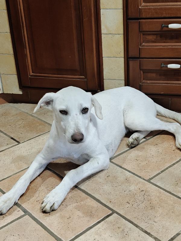 Pippo Dolcissimo Cucciolo 