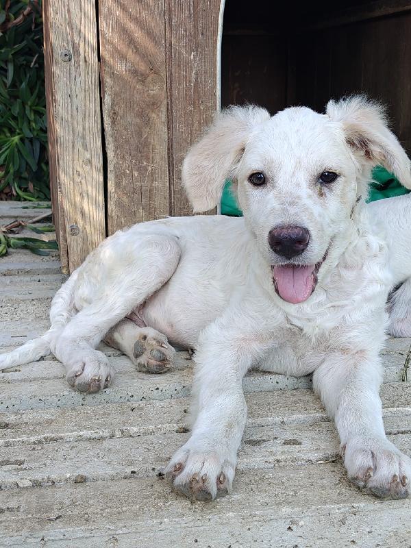 Cucciolo 4 mesi Foto 3
