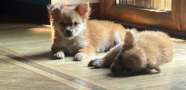 Cuccioli Incrocio Volpino