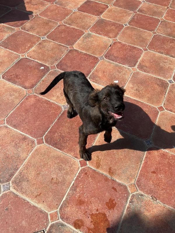 Cuccioli Incrocio Labrador E Corso