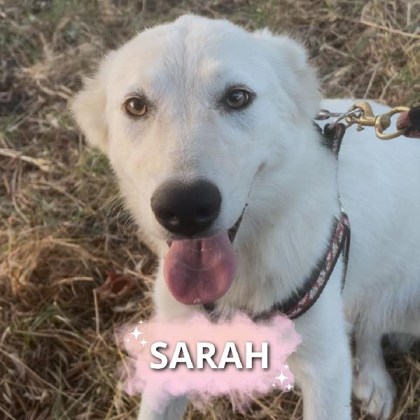 Sarah, Cucciola Di Nove Mesi 