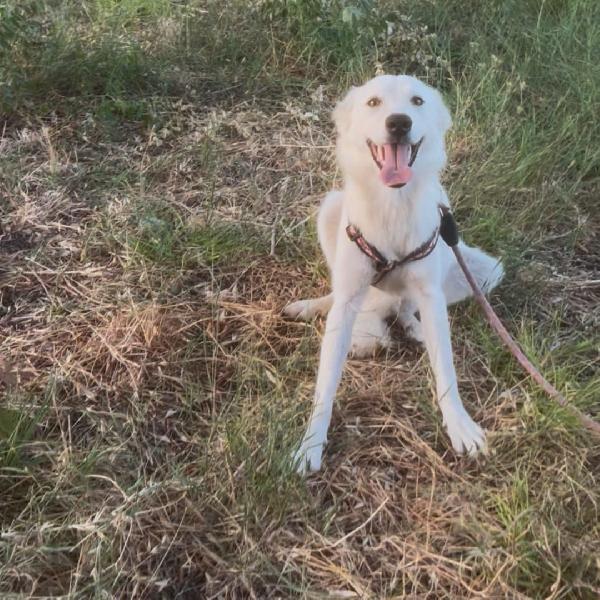 Sarah, cucciola di nove mesi  Foto 3