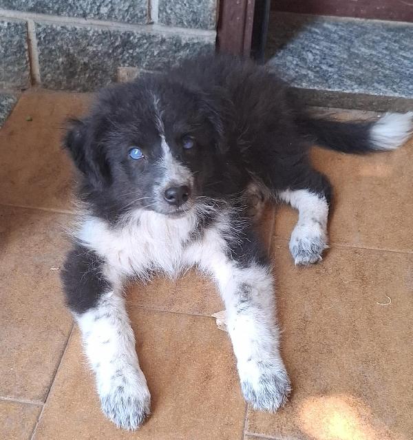 Adozione Del Cuore Per Luce Mix Border Collie 
