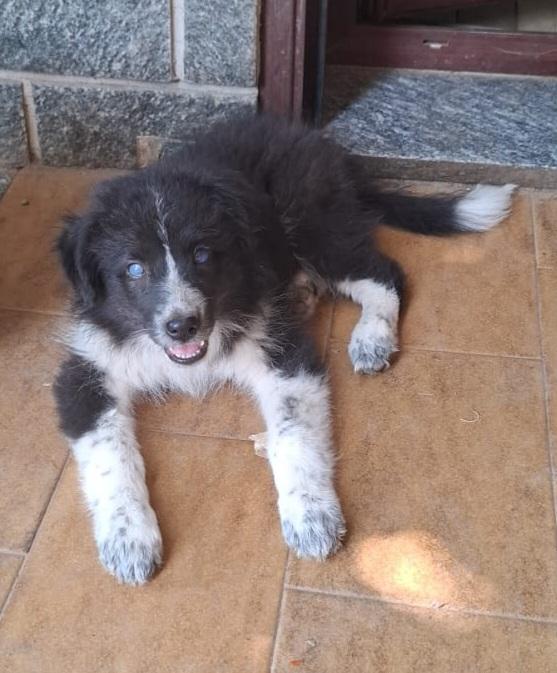 ADOZIONE DEL CUORE PER LUCE MIX BORDER COLLIE  Foto 2