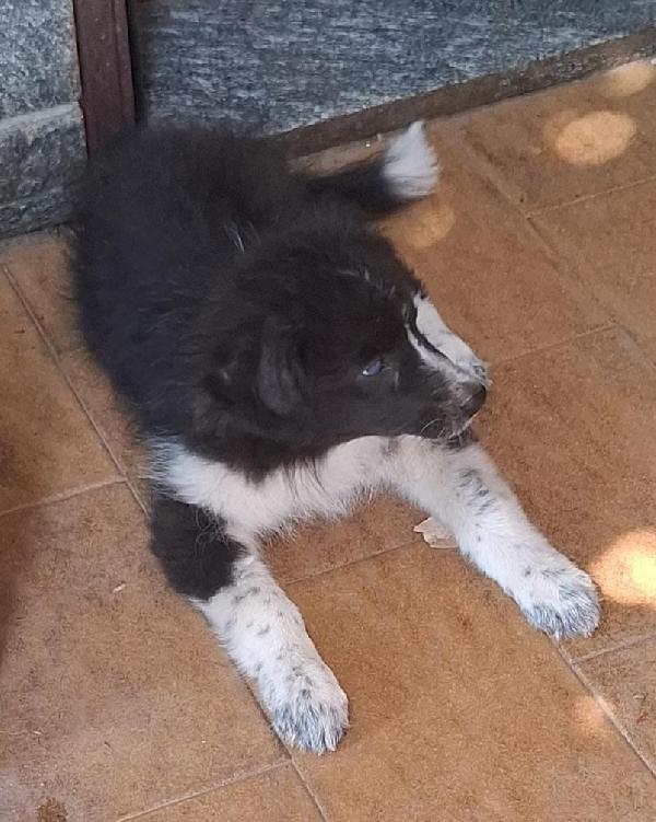 ADOZIONE DEL CUORE PER LUCE MIX BORDER COLLIE  Foto 3