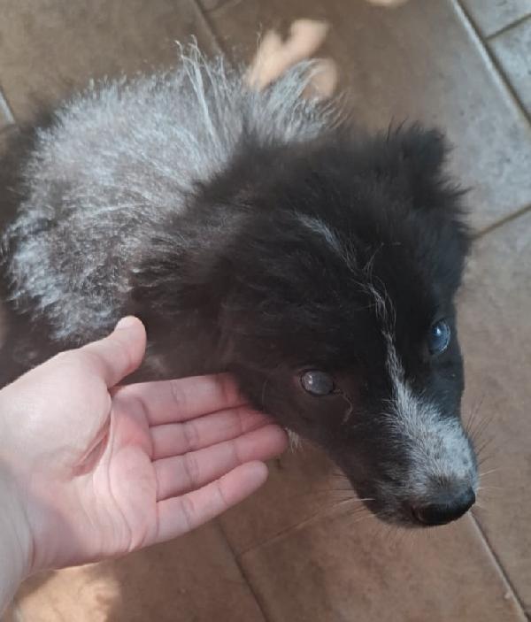 ADOZIONE DEL CUORE PER LUCE MIX BORDER COLLIE  Foto 4