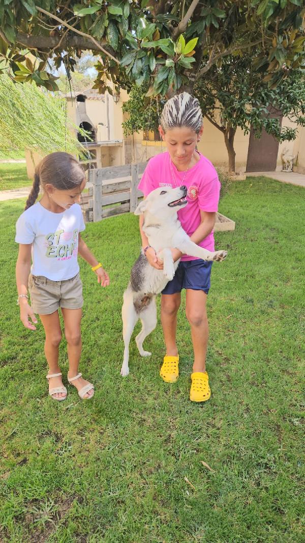 Patty Splendida Giovane Cagnolina Tg Medio Piccola Cerca Famiglia  Foto 2