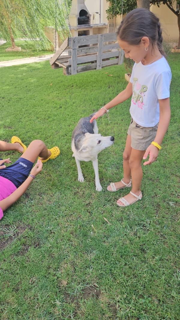 Patty Splendida Giovane Cagnolina Tg Medio Piccola Cerca Famiglia  Foto 6