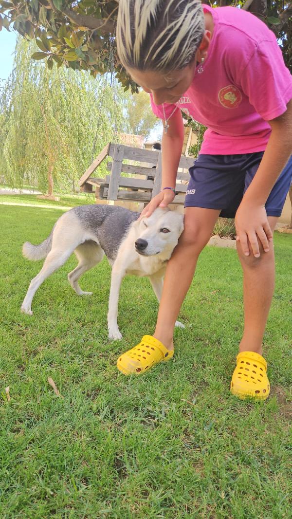 Patty Splendida Giovane Cagnolina Tg Medio Piccola Cerca Famiglia  Foto 8