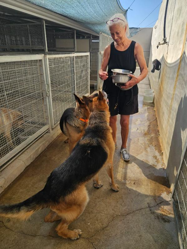 Tilda Nonnina Pastore Tedesco Cerca FAMIGLIA Foto 3