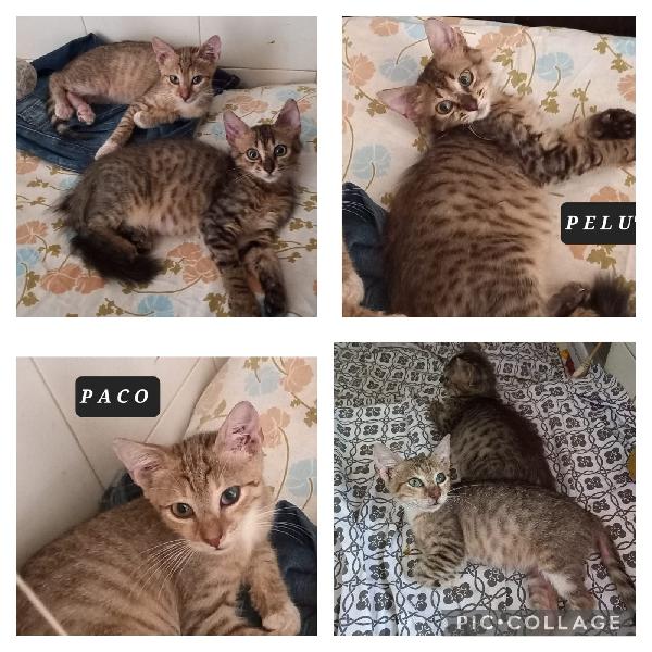 2Micini Tigrati 3Mesi Chiusi In Bagno! Sos Milano