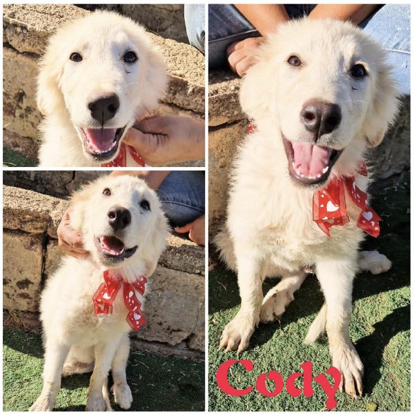 Cody Dolcissimo Cucciolotto In Adozione 